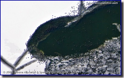 Vertical aerial view of a partially frozen lake with tons of geese