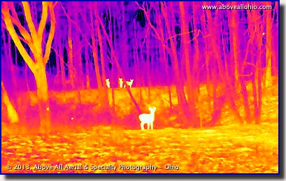 An infrared image of a wooded area in the winter quickly and easily reveals four (4) deer.