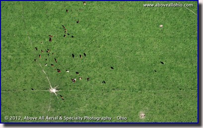 A nearly vertical aerial photograph of a very green field with cows. Paths to the feeding station are clearly visible. Photo taken over rural Pennsylvania.